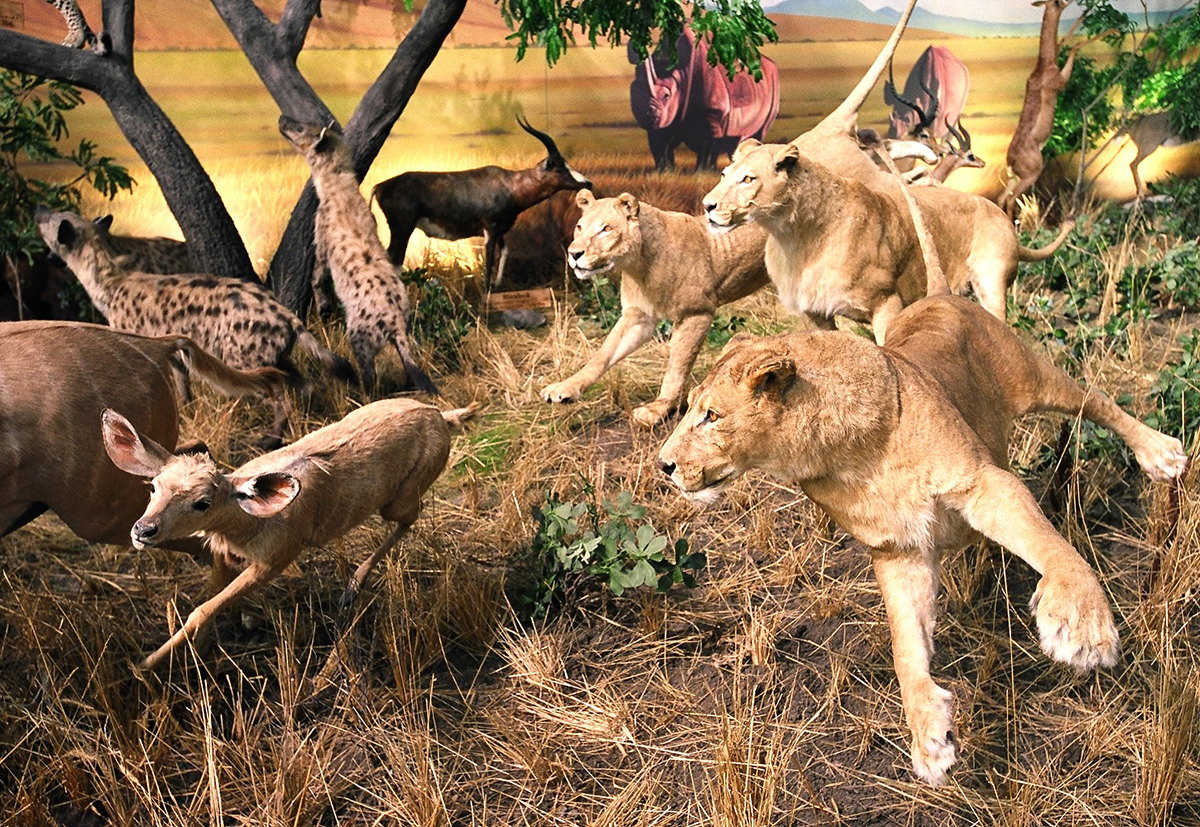 Cabela's Store Interior